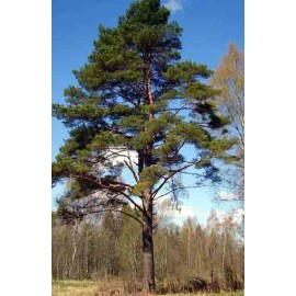 Сосна корабельная